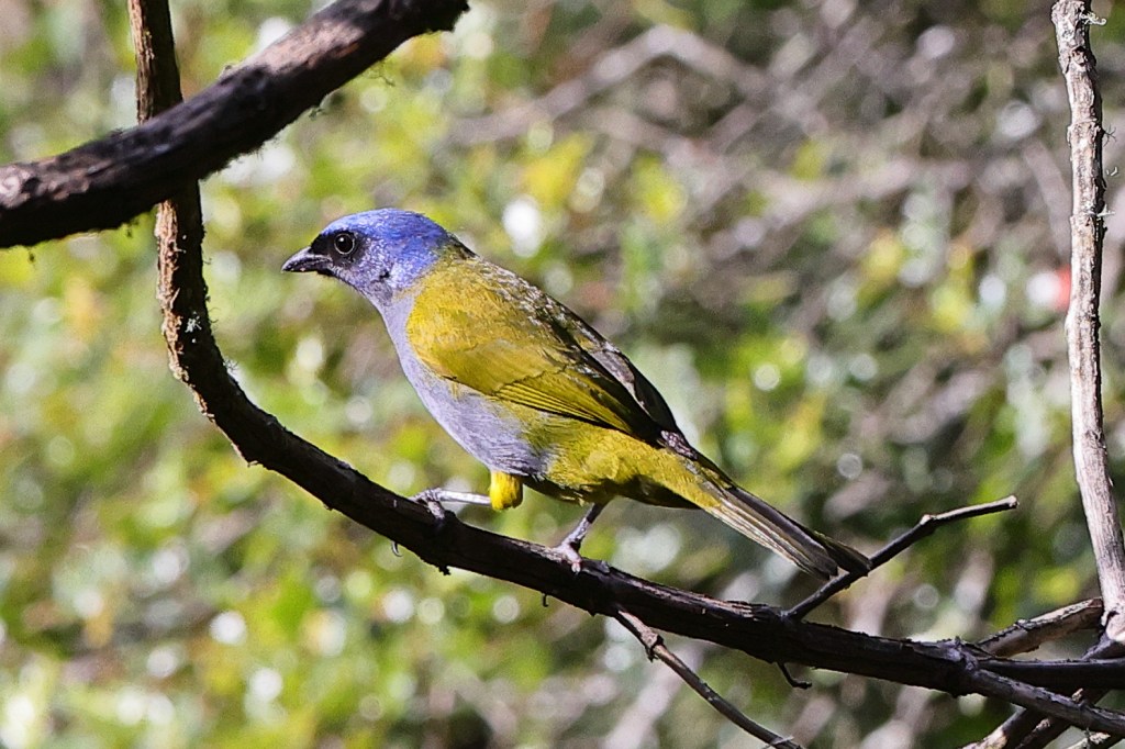 This image has an empty alt attribute; its file name is blue-capped-tanager-1.jpg